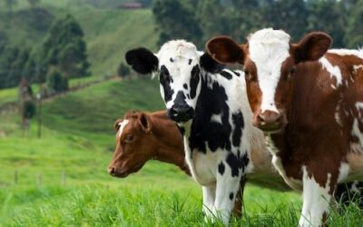 Livestock Development & Veterinary Support